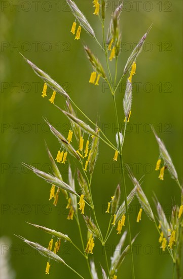 False Oat-grass