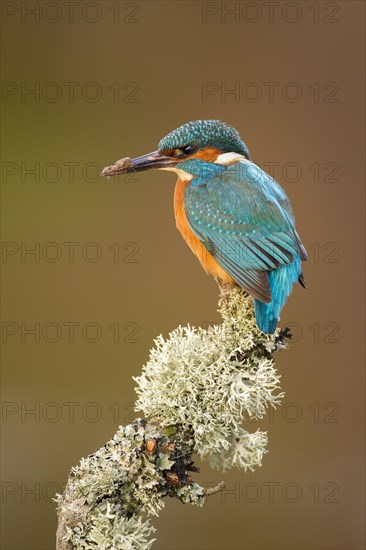 Common Kingfisher