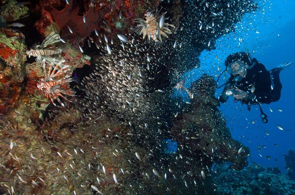 Diver and indian lionfish