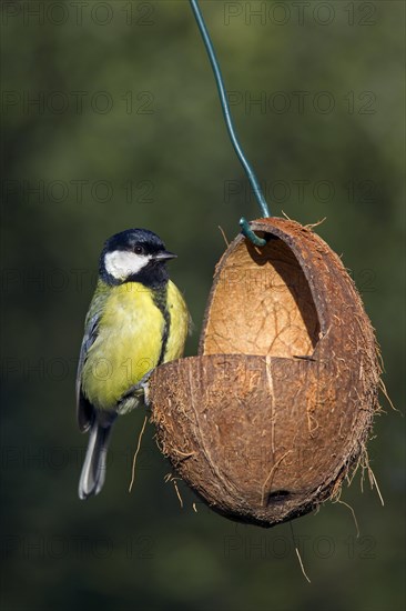 Great tit