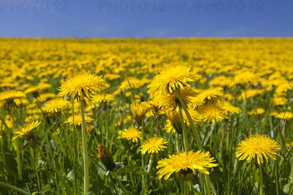 Dandelion