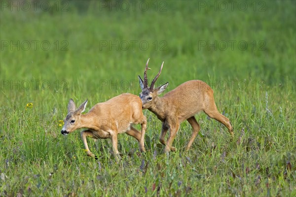 European european roe deer