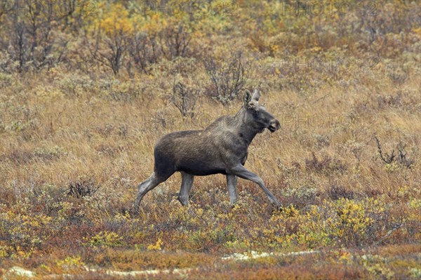 Elk