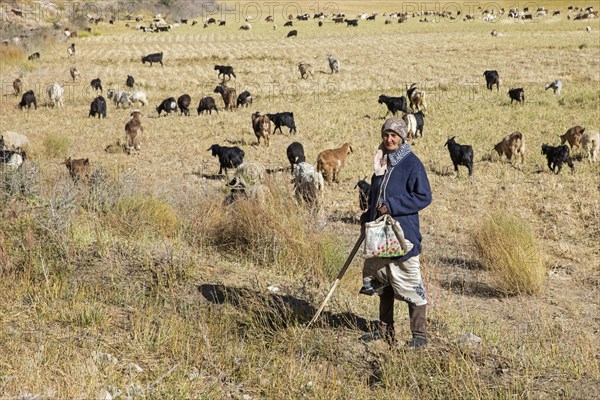 Old Tajik woman herding goats
