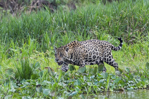 Jaguar