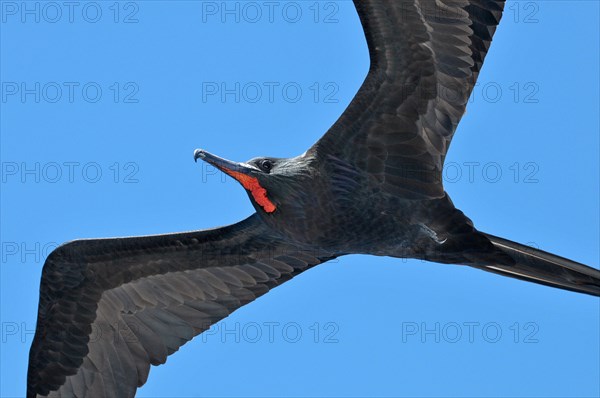 Magnificent Frigatebird