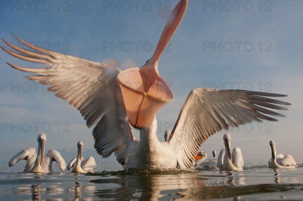 Dalmatian Pelicans