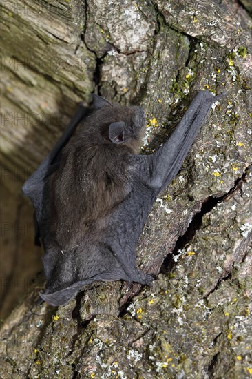 Common pipistrelle