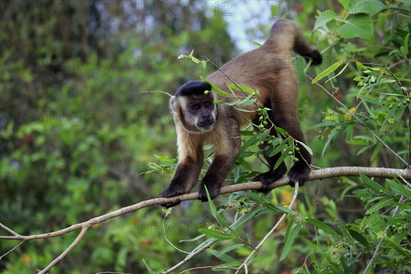 Brown Capuchin