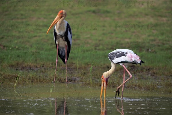 Black painted stork