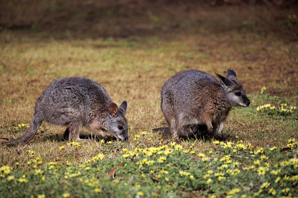 Tammar Wallaby