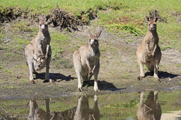 Eastern grey kangaroo