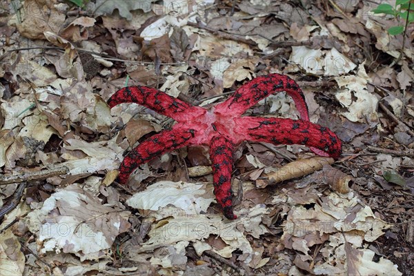 Octopus mushroom