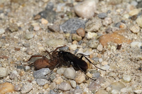 Toenail wasp