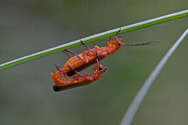 Red soldier beetle