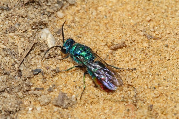 Blue-green gold wasp