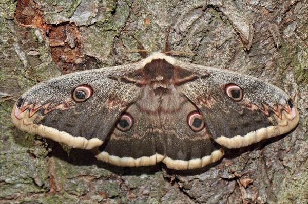 Viennese Moth Peacock