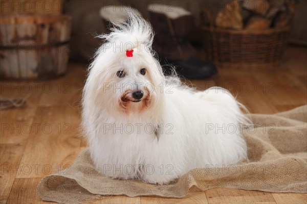 Coton de Tulear