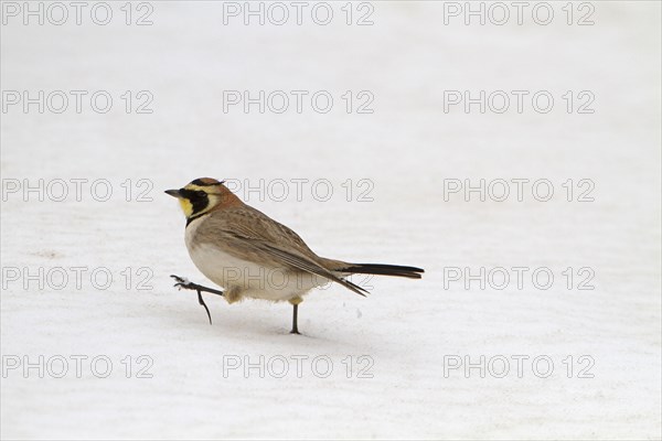 Horned lark