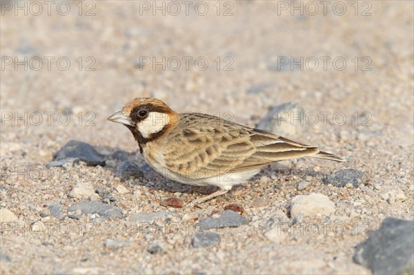 Fisherman's Sparrow-Lark