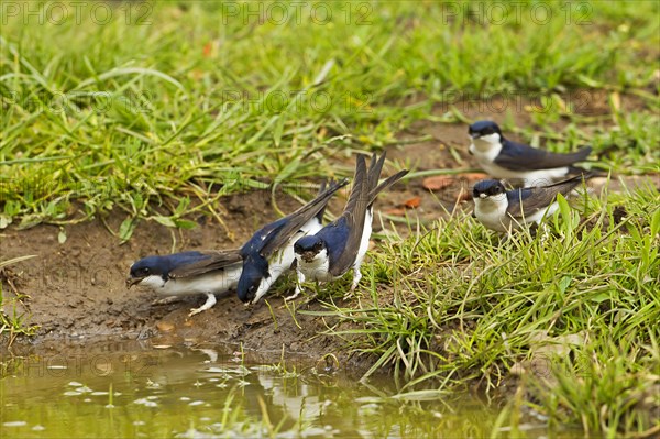 House Martin