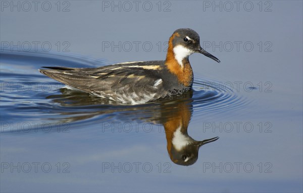 Red-necked phalarope