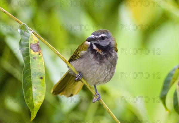 Buff-throated Saltator