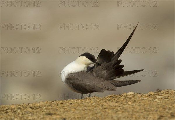 Long-tailed Skua