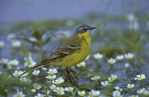 Blue-headed Wagtail