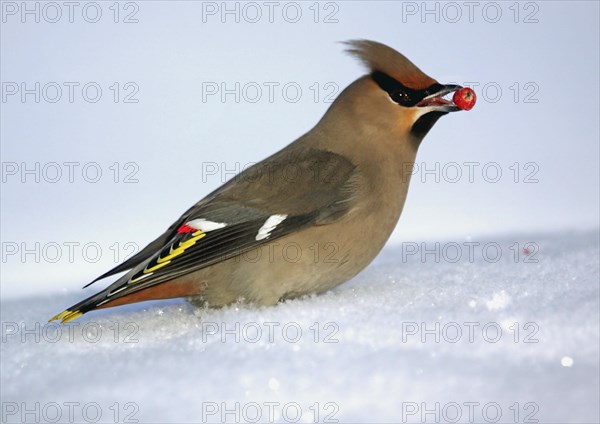 Bohemian Waxwing adult