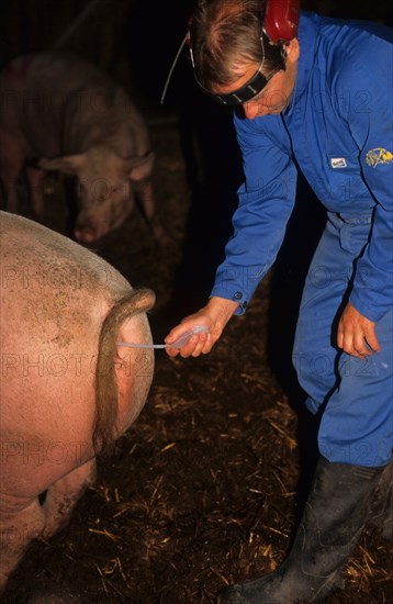 Pig farming