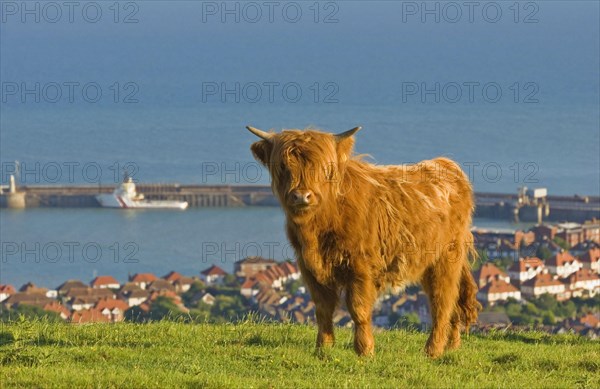 Highland Cattle