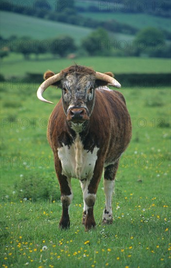 Longhorn cattle