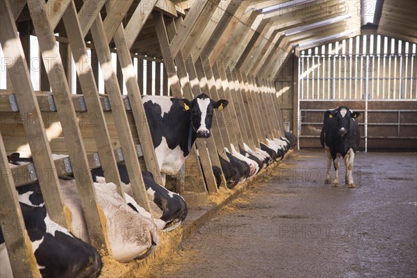 Dairy farming