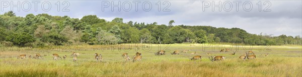 Sika deer