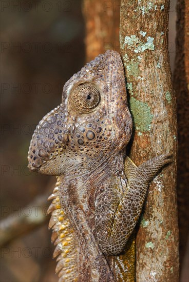 Warty Chameleon