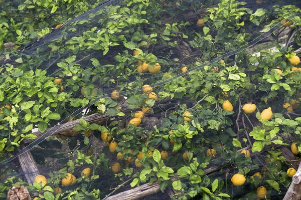 Lemon trees with fruit under shade nets to prevent sunburn