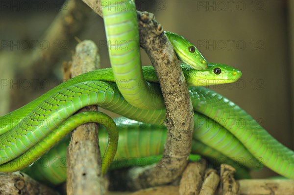 Common mamba