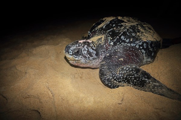 Leatherback sea turtle