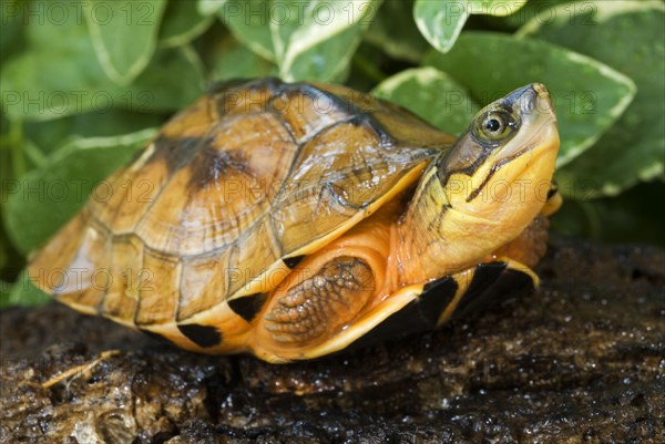 Chinese Three-striped Hinged Turtle