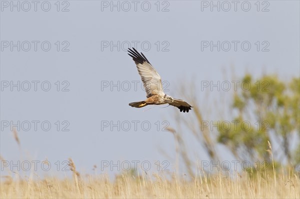 Western western marsh-harrier