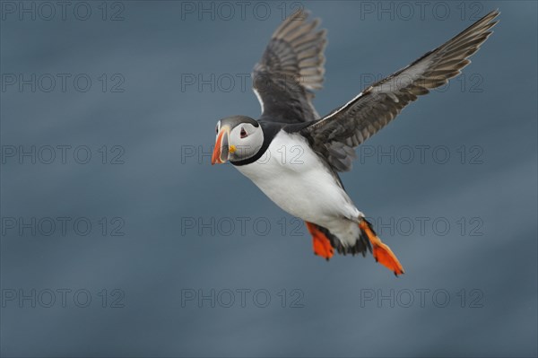 Puffin