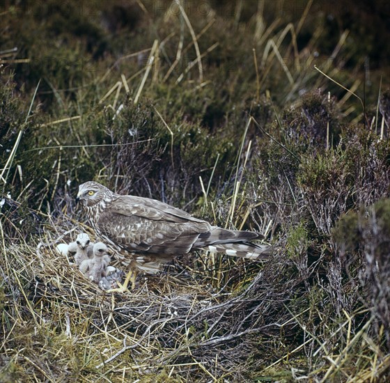 Hen Harrier