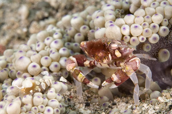 Harlequin crab