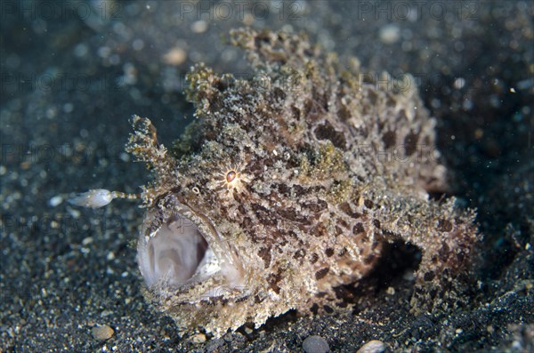 Striated frogfish