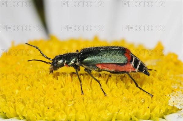 Common Malachite Beetle