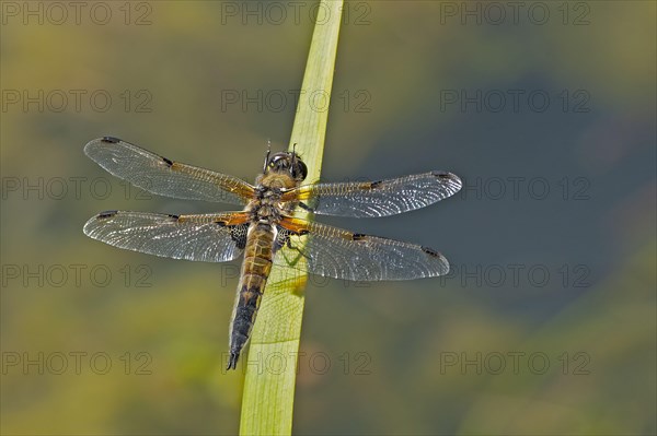 Adult four-spotted chaser