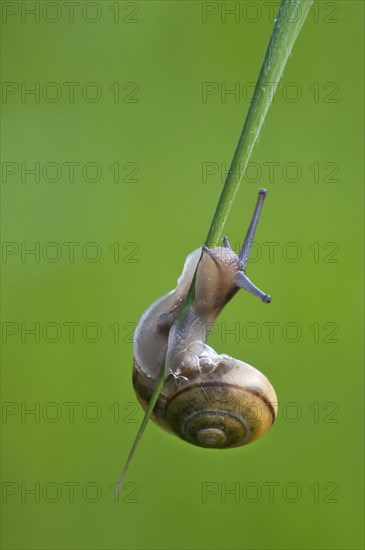Hain snail
