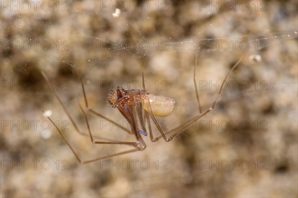 Cave spider