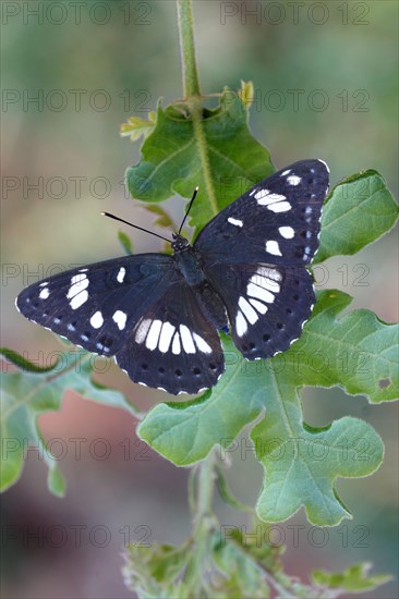 Southern white southern white admiral